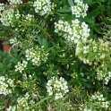 Lobularia maritima 'Wonderland jaune citron' (3)
